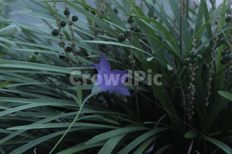 꽃,보라꽃,꽃한송이,자연,purple