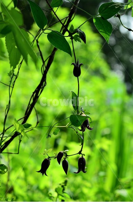 검은종덩굴,인기야생화,자연,덩굴식물,검은빛,종모양,고상함,식물,자연,plants,nature