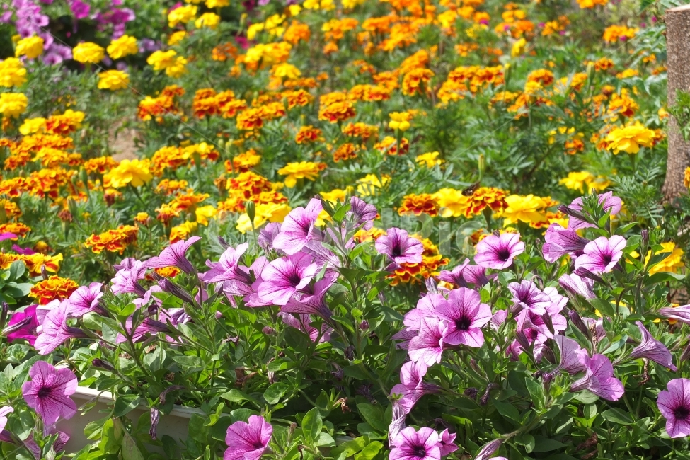 꽃,flower,풍경,landscape,봄,spring,season,나팔꽃,알록달록,자연,생동감,fresh,nature,식물,자연,plants,nature,꽃,flower