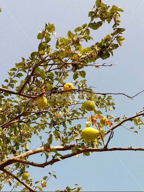 식물,plant,열매,모과,나무,과일,fruit,식물,자연,plants,nature