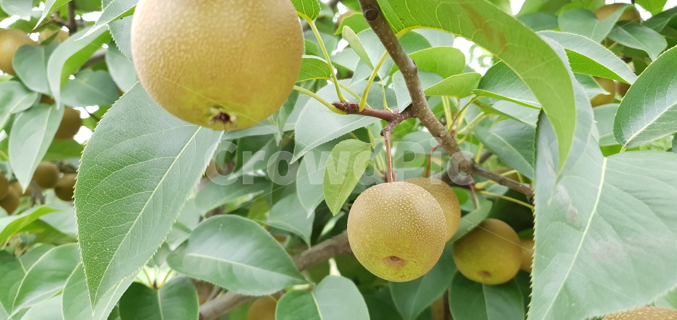 돌배,과일,식물,자연,배,pear,friut,plants,nature