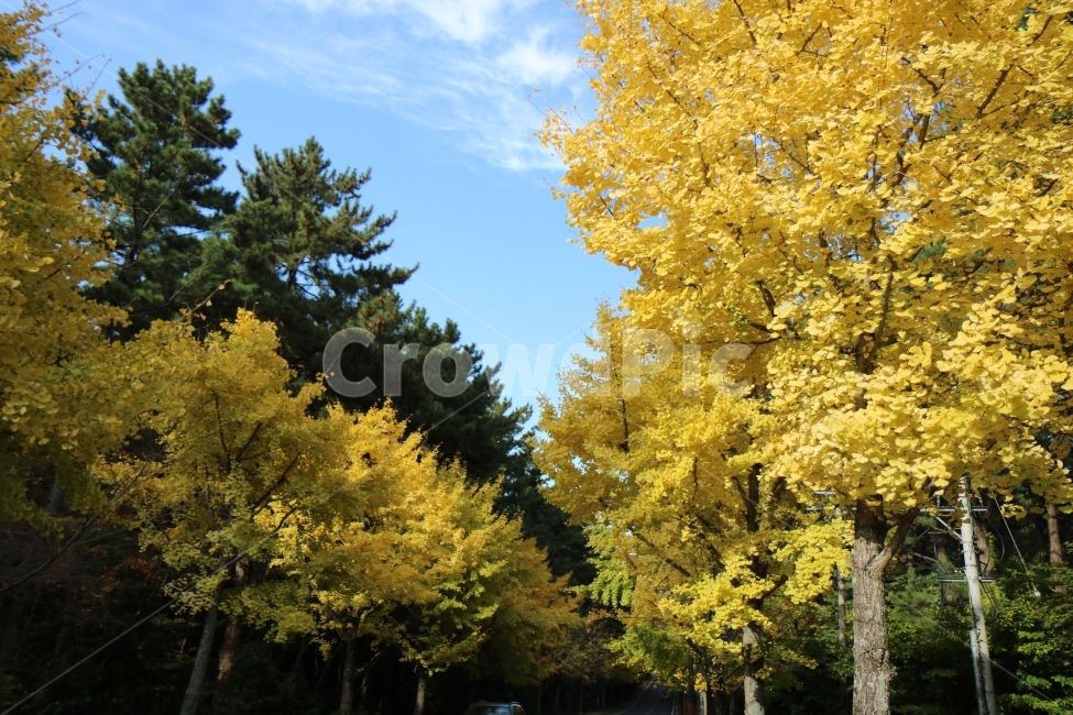 가을,은행나무,은행,풍경,자연,가을,계절,fall,autumn,season,식물,자연,plants,nature,나무,trees,wood,tree,plant