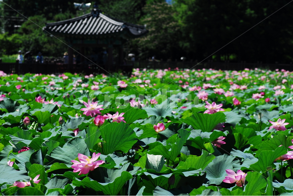 꽃,연꽃,궁남지,불교,여름,식물,자연,plants,nature,꽃,flower