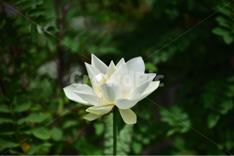 연꽃,연잎,호수,lotus,lotuses,식물,자연,plants,nature,꽃,flower