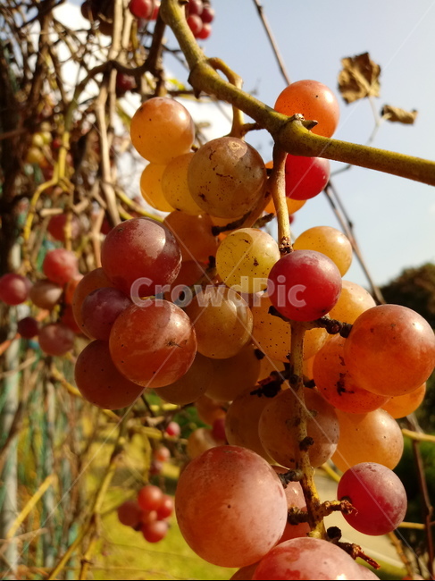 식물,plant,열매,포도,과일,fruit,과일,열매,fruit