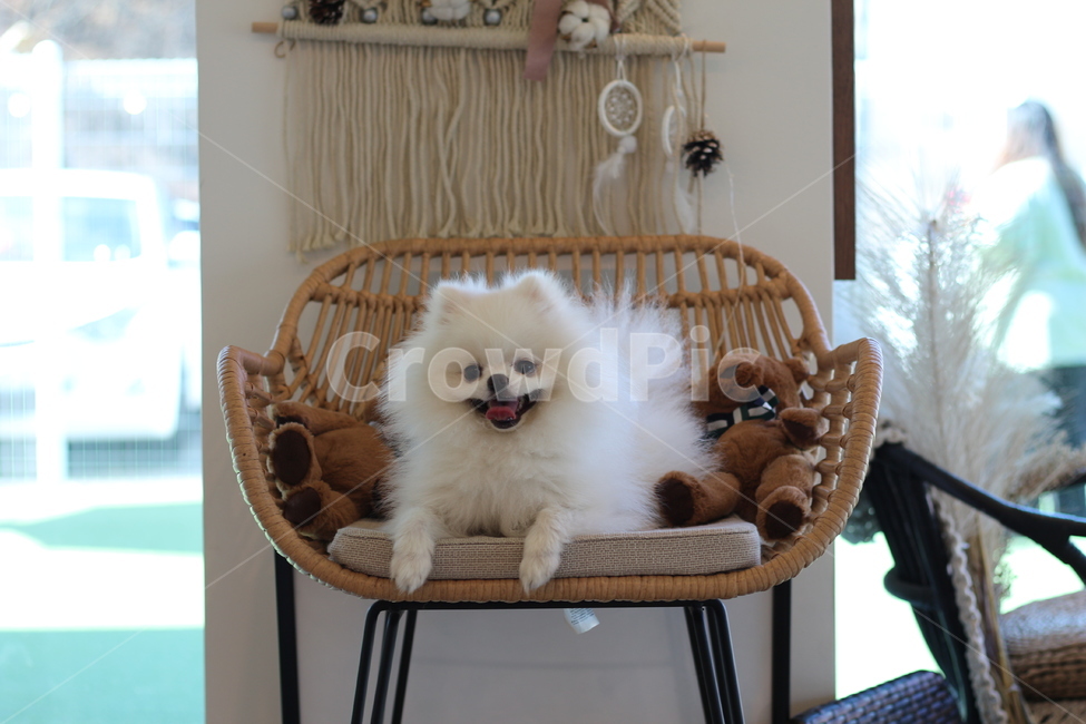 애완견,애완동물,소형견,포메라니안,화이트포메,포메,동물,강아지,animal,반려견,화이트포메라니안,dog,포유류,흰색개,개,귀여움,이쁜개,화이트,강아지화보,애교샷,메롱,pomeranian,doggy,pet,애견카페
