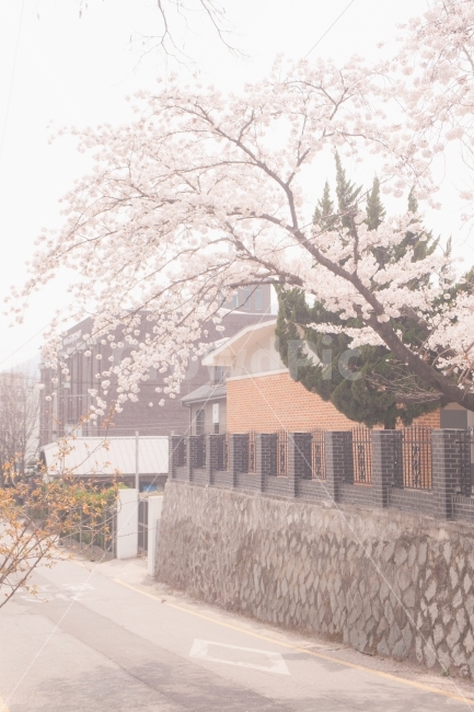 봄,벚꽃,꽃,나무,자연,풍경,풍경사진,봄사진,꽃사진,벚꽃사진,flower,flowers,cherryblossom,tree,nature,landscape,spring,식물,자연,plants,nature,봄,계절,spring,season,꽃,flower,plant