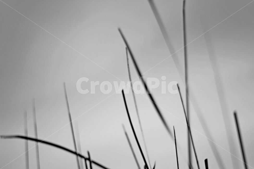 plant,식물,grass,잔디,갈대,흑백,흑백,모노톤,monochrome,black and white