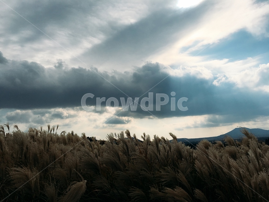 가을하늘,갈대,제주도,제주,억새,가을,하늘,가을,계절,fall,autumn,season,자연,풍경,nature,landscape,weather,날씨,plant,식물,grass,잔디,outdoors,옥외