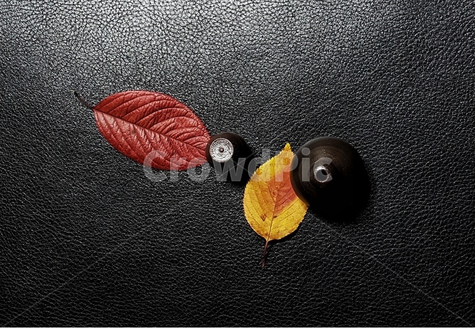 낙엽,도자기,옹기,가을,계절,자연,fall,nature,season,감성,feeling,소품옹기,항아리,한국,전통,색상,칼라,color,korean,사물,물건,object,사물,물건,오브젝트,thing,object,matter,연출,컨셉,콘셉,direction,concept