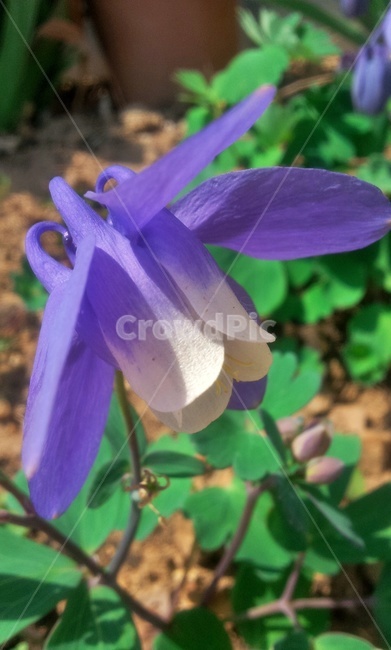 매발톱,매발톱꽃,꽃,들꽃,야생화,식물,plant,flower,blossom,보라,보라색꽃,violet,식물,자연,plants,nature,꽃,flower