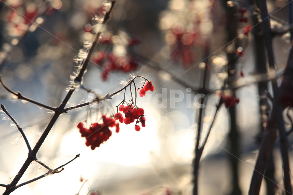 산수유,열매,빨강,식물,나무,식물,자연,plants,nature,과일,열매,fruit,감성,sensible,feeling,휴식,힐링,rest,relaxation,healing