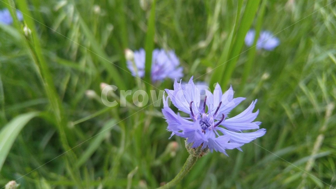 수레국화,꽃,국화,보라,연보라,녹색,식물,배경,자연,chrysanthemun,flower,purple,purpleflower,alightpurple,green,flant,background,nature