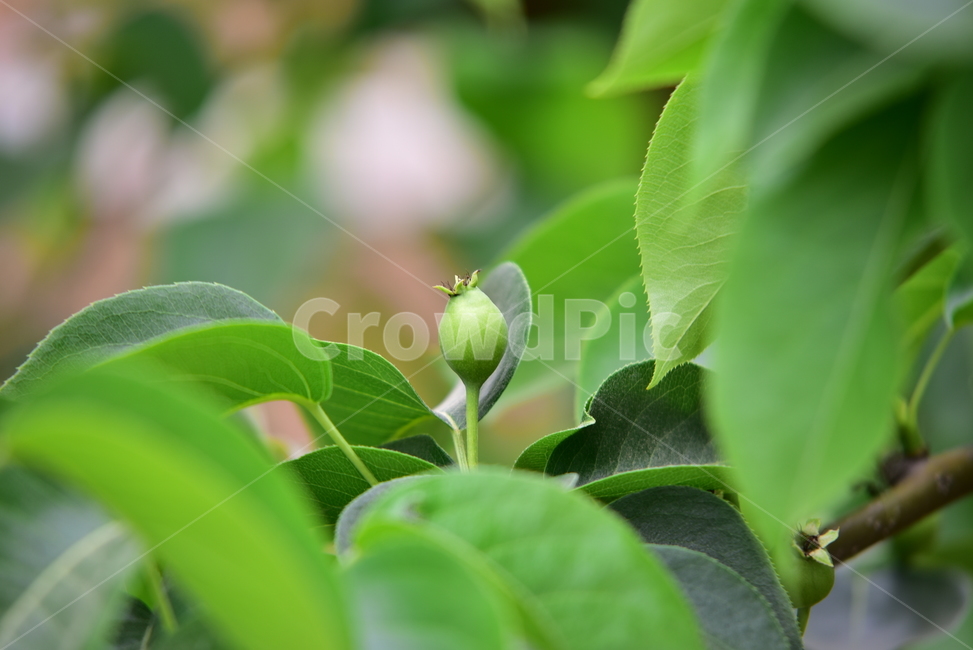 배,열매,과일,결실,나뭇잎,나무,작은,녹색,접사,클로즈업,green,leaves,pear,fruit,초록,과수원,농원,식물,자연,plants,nature