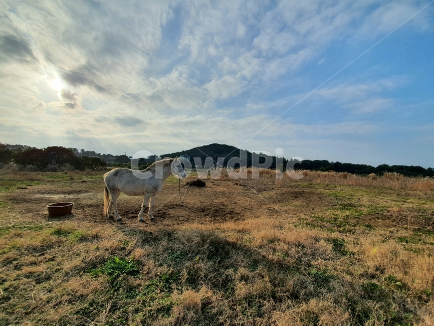 nature,자연,field,들,outdoors,grassland,목초지,제주도,jeju,말,horse,동물,animal,포유류,mammal