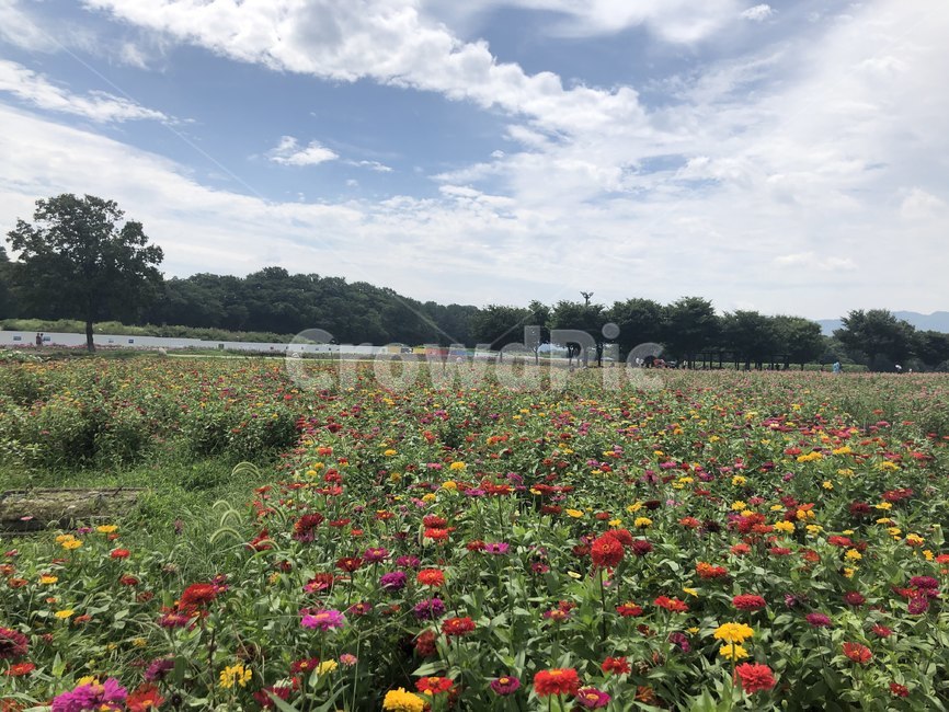 field,들,꽃,풍경,자연,접시꽃,경주,식물,꽃축제,식물축제