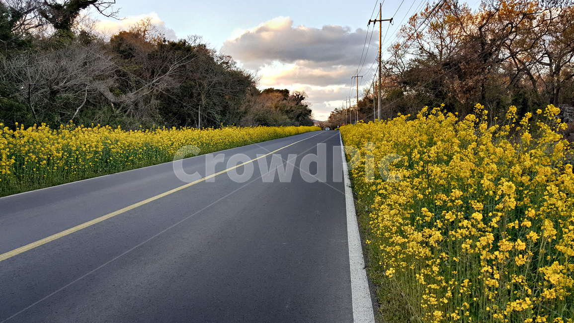 유채꽃,유채,꽃,flower,도로,road,봄,계절,spring,season