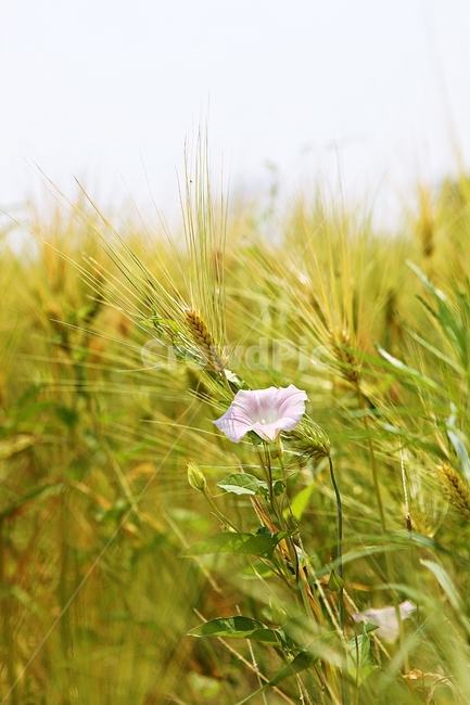 나팔꽃,보리밭,꽃,보리,곡식,자연,식물