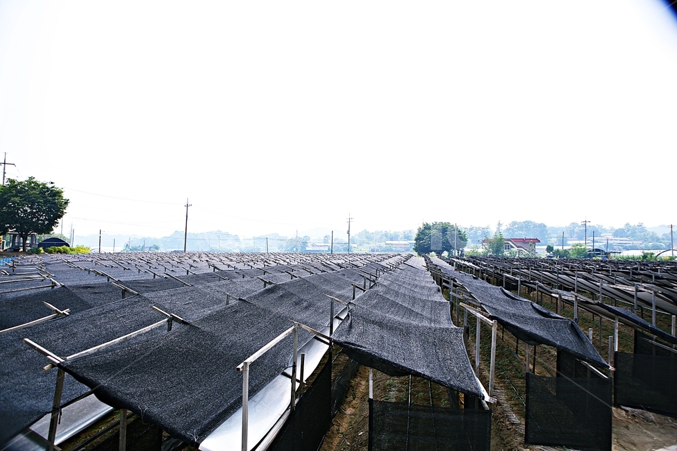 인삼,인삼밭,삼,농사,밭,그늘막,산업,industry,industrial,농업,농사,agriculture,farming,farming industry