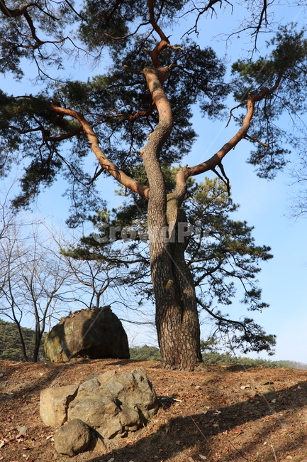 소나무,나무,송림,숲,소나무모습,식물,자연,plants,nature,나무,trees,wood
