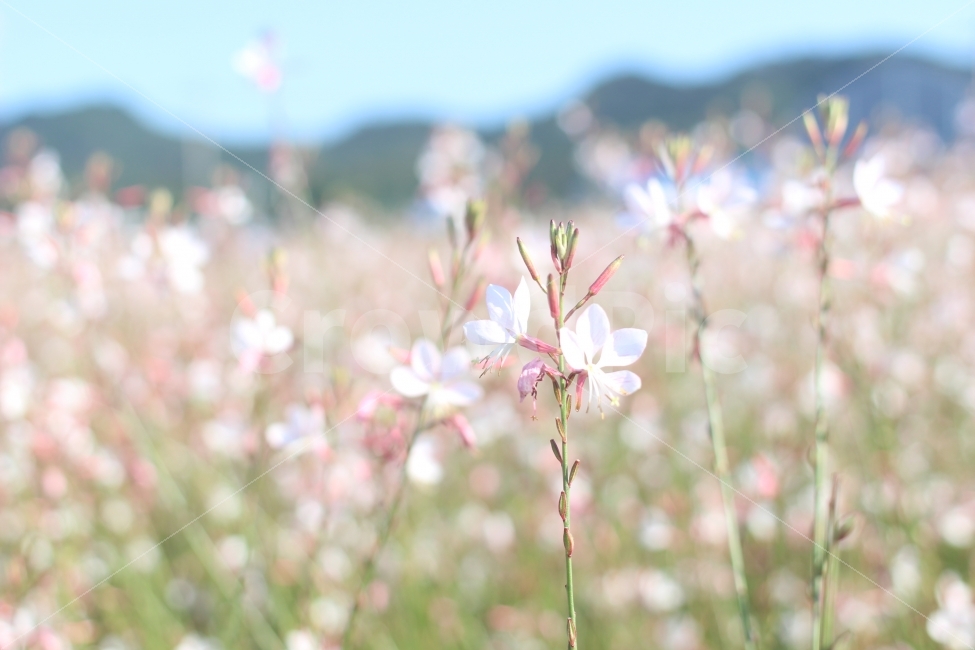 꽃,자연,클로즈업,공원,아웃포커싱,식물,자연,plants,nature,꽃,flower,감성,sensible,feeling