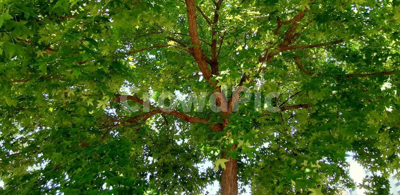 식물,자연,나무,감성,가로수,여름,시원한,나무,trees,wood