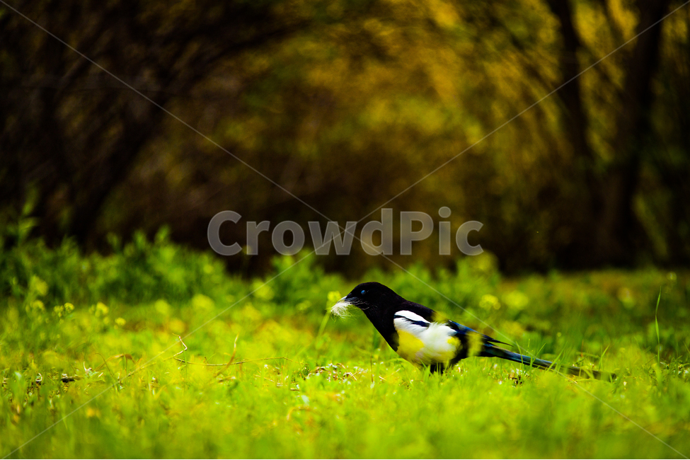 봄,새,까치,수목원,들,봄,계절,spring,season,동물,animal,조류,새,birds,bird