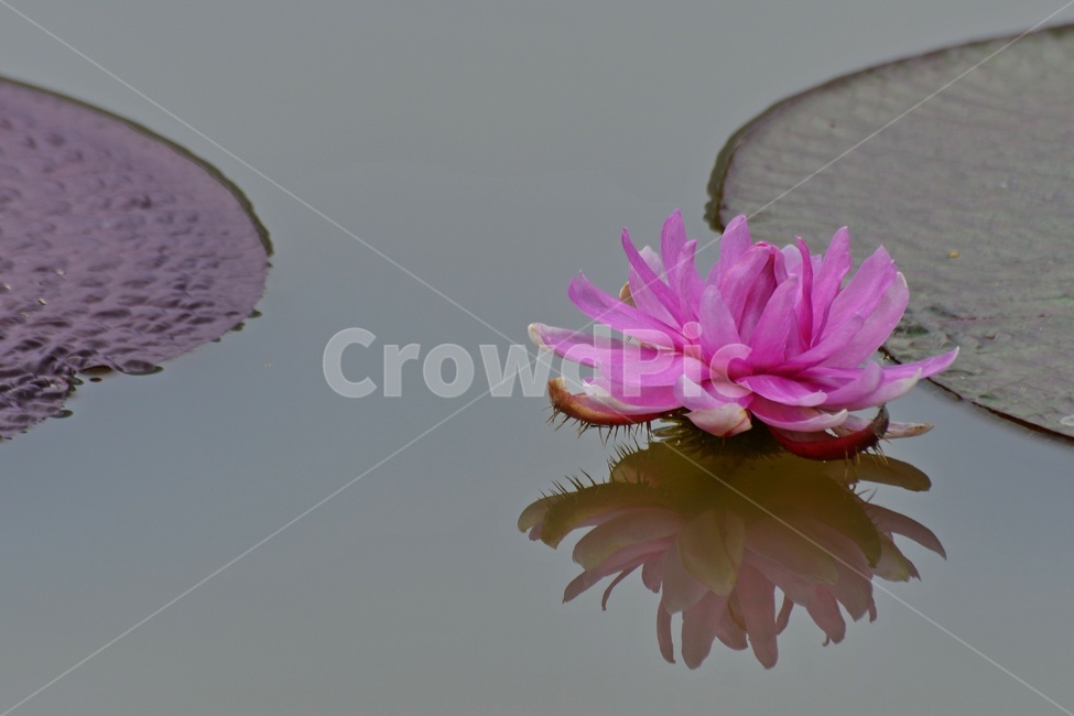 plant,식물,blossom,flower,꽃,수련,연꽃,반영,야화,연못,연잎,빅토리아연,빅토리아연꽃