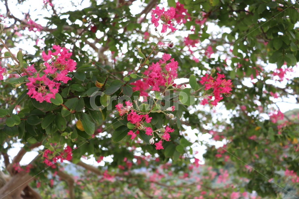 plant,식물,배롱나무,백일홍,나무,꽃,식물,자연,plants,nature,꽃,flower