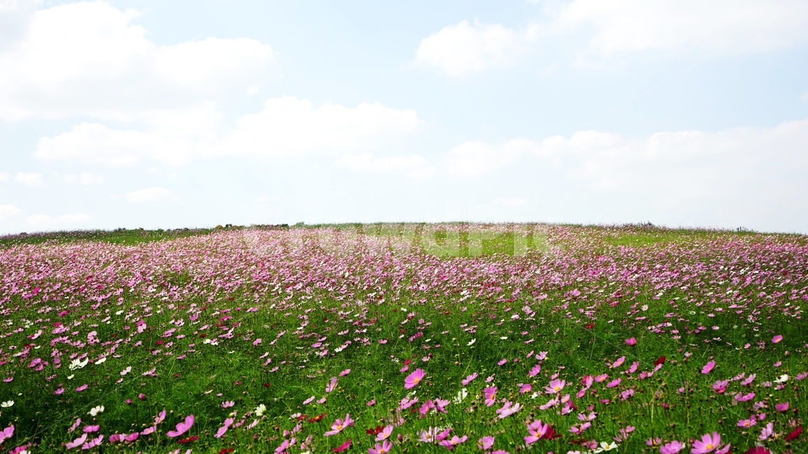 코스모스,야생화,가을,하늘,가을하늘,가을,계절,fall,autumn,season,자연,풍경,nature,landscape,outdoors,옥외,field,들,grassland,목초지,farm,농장,rural,농촌