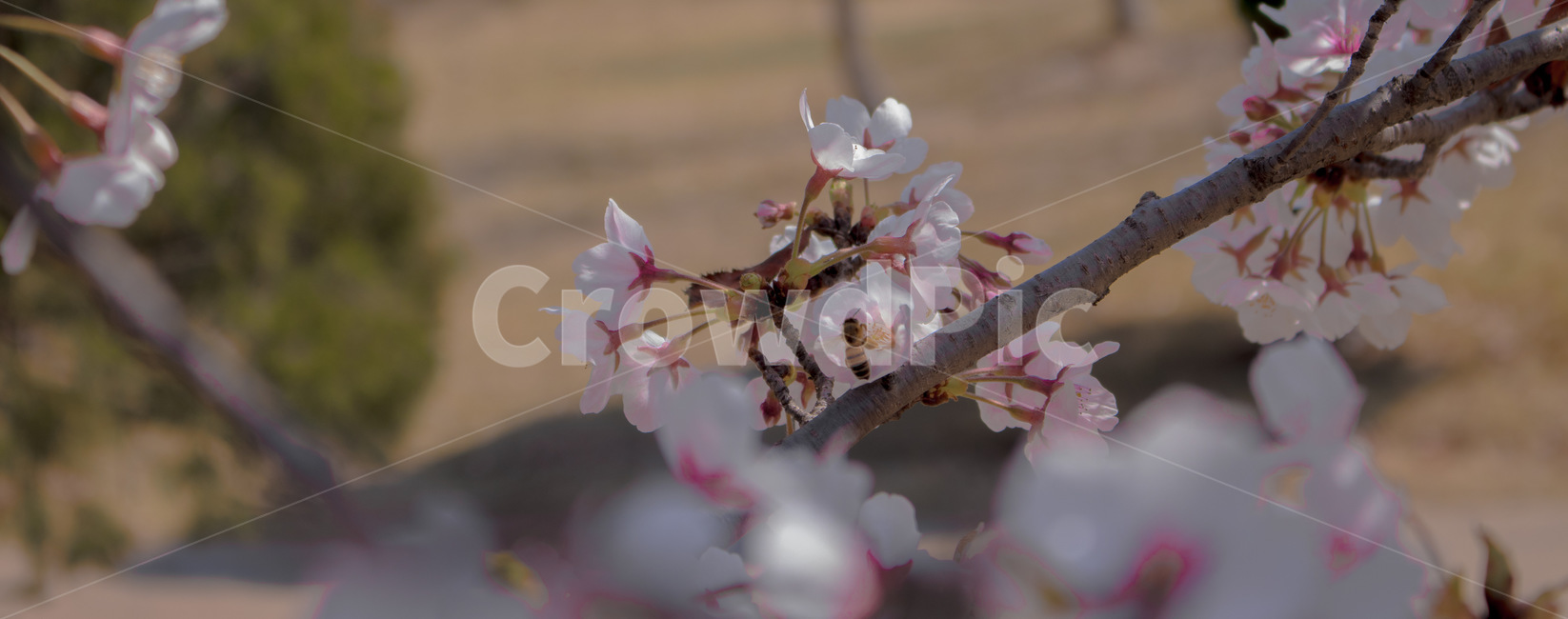 plant,식물,blossom,꽃,flower,벌,파노라마,벚꽃,공원,bee,panorama,cherryblossom,sakura,park,낮,햇빛,그늘,day,daylight,light,shade
