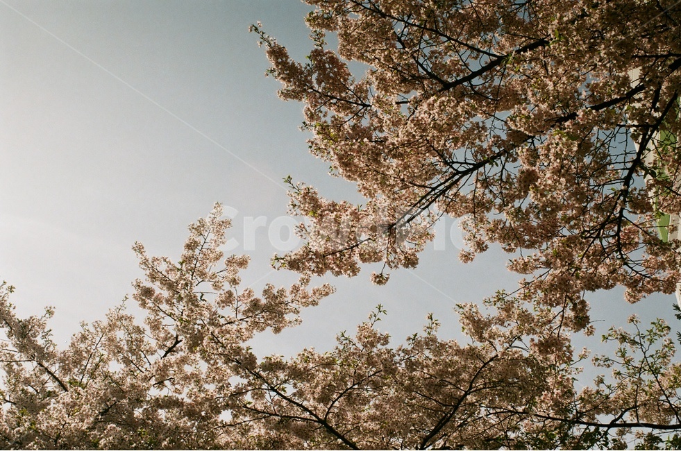 봄,벚꽃,벚꽃나무,봄꽃,자연,풍경,힐링,감성,식물,spring,계절,season,flower,봄,계절,spring,season,식물,자연,plants,nature,꽃,flower,plant,cherry blossom,blossom