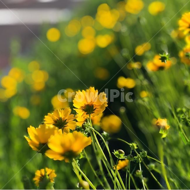 꽃,가을,들꽃,국화,산책,가을꽃,식물,자연,plants,nature,꽃,flower