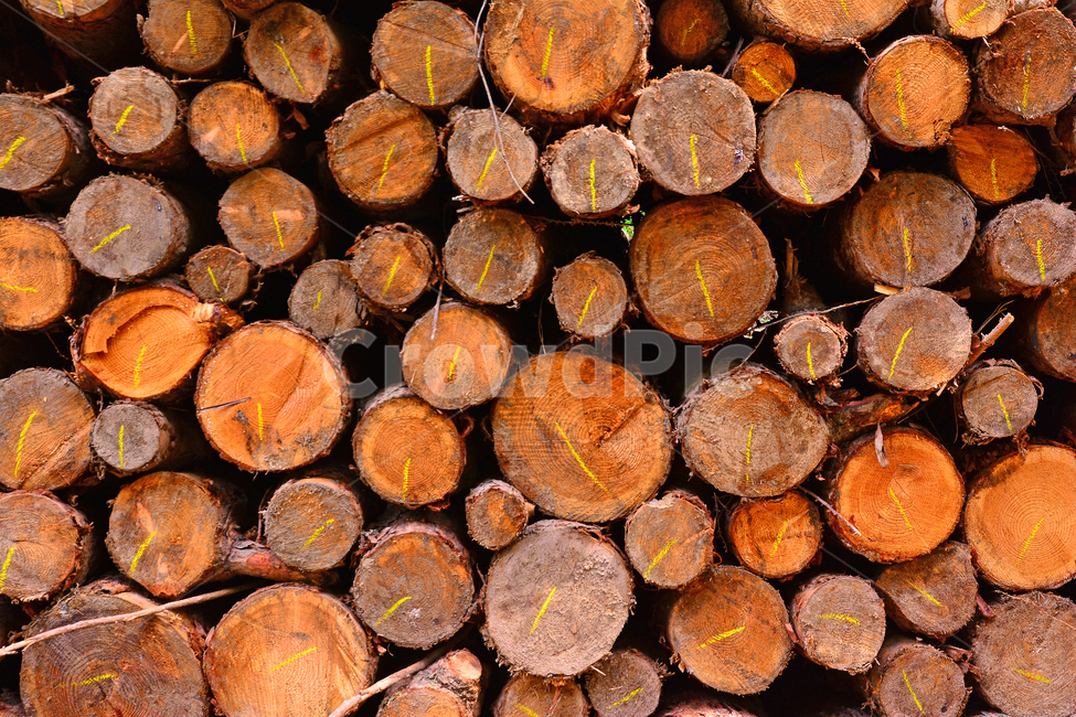 산업,벌목지대,벌목,나무,목재,임업,숲,산속,침엽수,나이테,단면,우드,wood,tree,forestry,industry,적재,쌓다,보관,간벌,나무,trees,wood