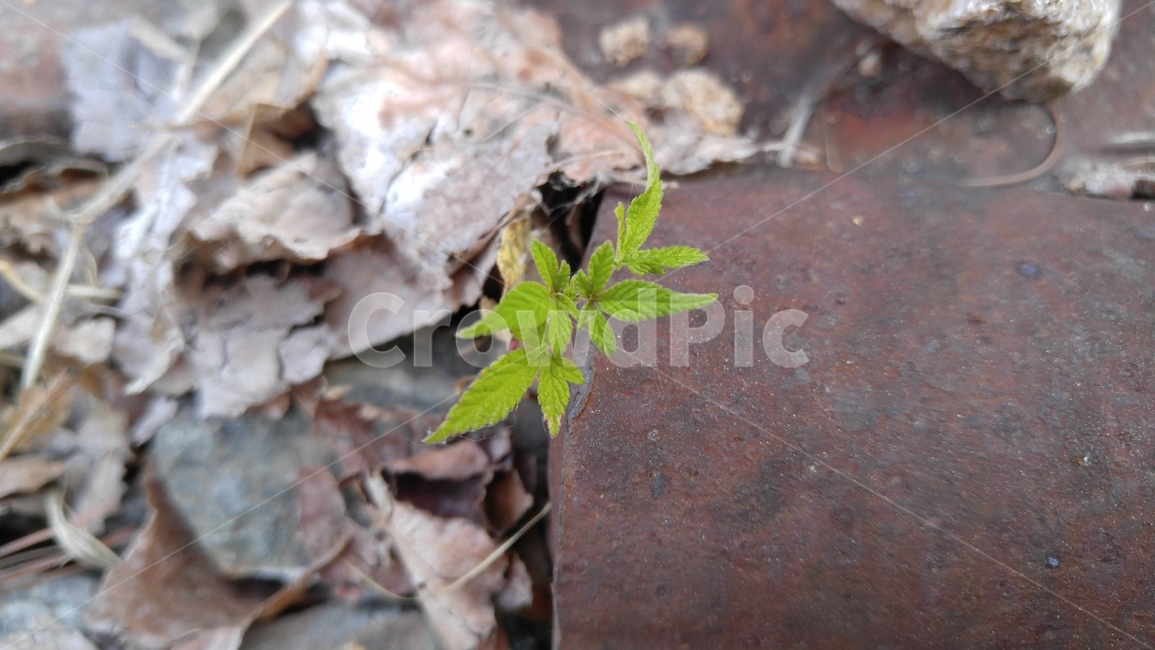 한삼덩굴,가시풀,풀,식물,녹색,철길,철,갈색,배경,감성,spicygrass,grass,flants,green,brown,arailroadtrack,iron,background,emotional