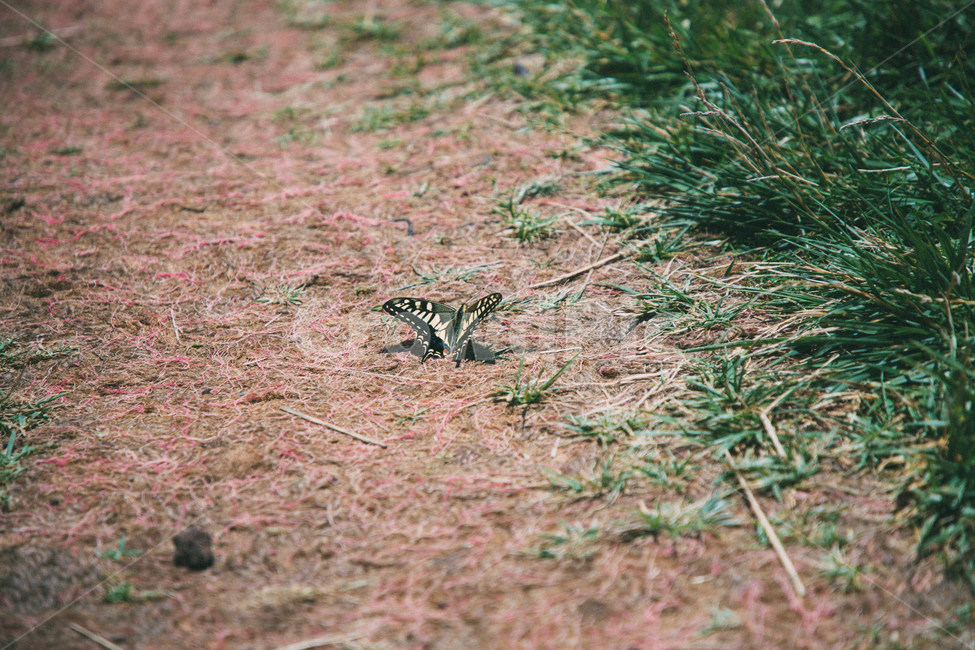 나비,호랑나비,곤충,땅,풀,butterfly,insect,grass,곤충,벌레,insect,bug