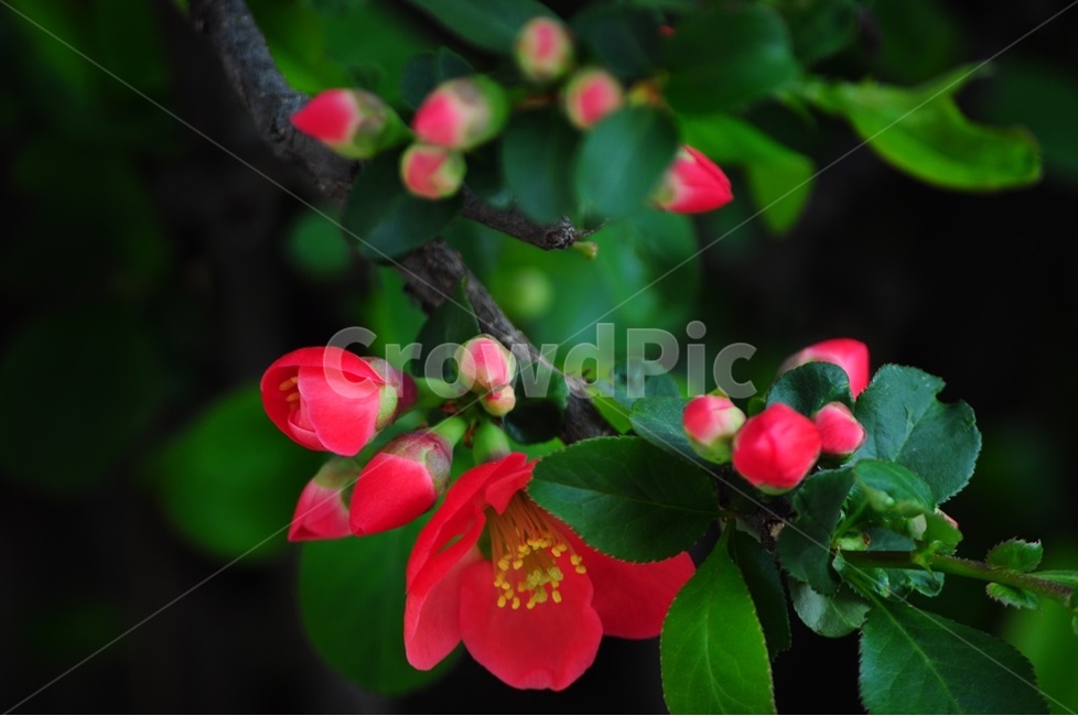 산당화,명자꽃,해당화,조경수,붉은산당화,식물,자연,plants,nature,꽃,flower