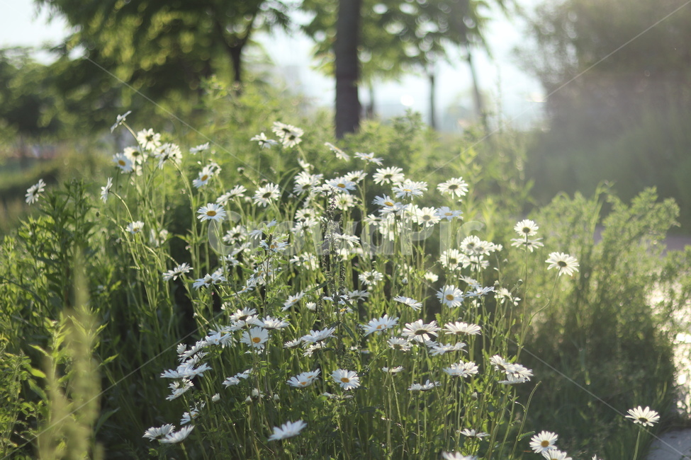 샤스타데이지,흰색,냇가,봄,빛,봄,계절,spring,season,식물,자연,plants,nature,꽃,flower,plant,blossom,daisy,데이지,daisies