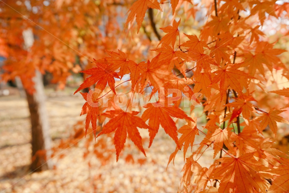 단풍,낙엽,나뭇잎,잎,가을,산책,세월,11월,가을,계절,fall,autumn,season,식물,자연,plants,nature,leaf,plant,tree,나무,maple