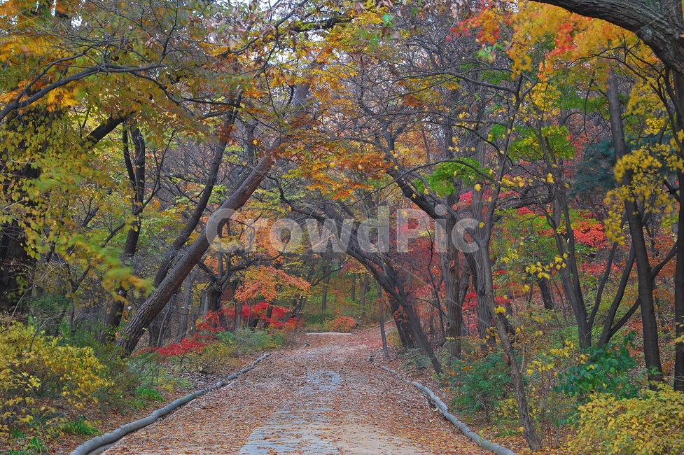 산책,산책로,단풍,낙엽,나무,단풍나무,가을,계절,나뭇잎,자연,숲,배경,백그라운드,길,바닥,공간,숲길,산,등산로,풍경,아름다운,컬러,칼라,컬러풀