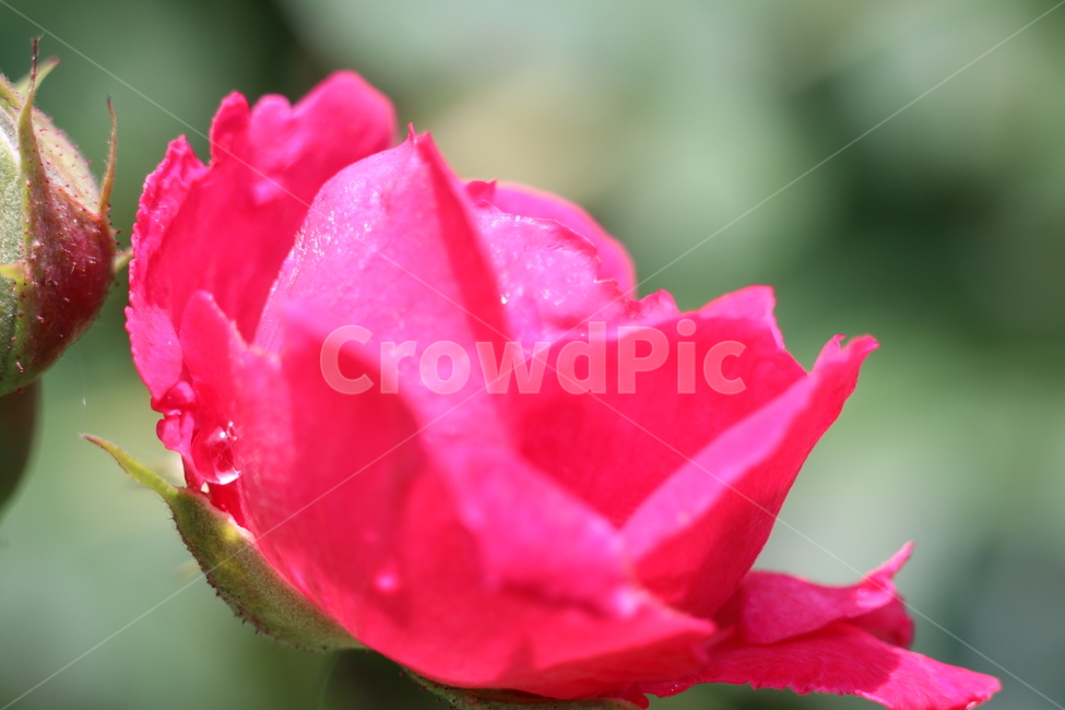 꽃,야생,장미,빵강,로즈,야생화,붉은,레드,플라워,자연,식물,자연,plants,nature,꽃,flower