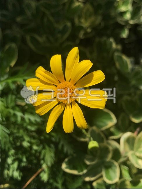 plant,식물,국화과,솜방망이,구설초,들솜쟁이,flower,노란색,yellow