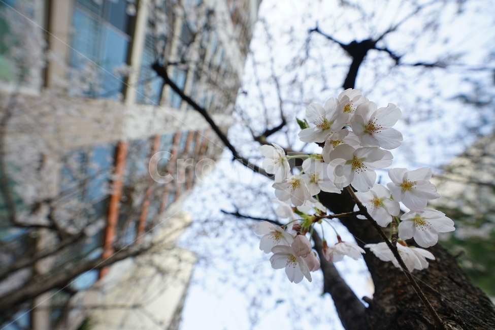 봄,봄꽃,벚꽃,식물,플라워,꽃,감성사진,생명,자연,꽃사진,봄,계절,spring,season,식물,자연,plants,nature,꽃,flower,plant