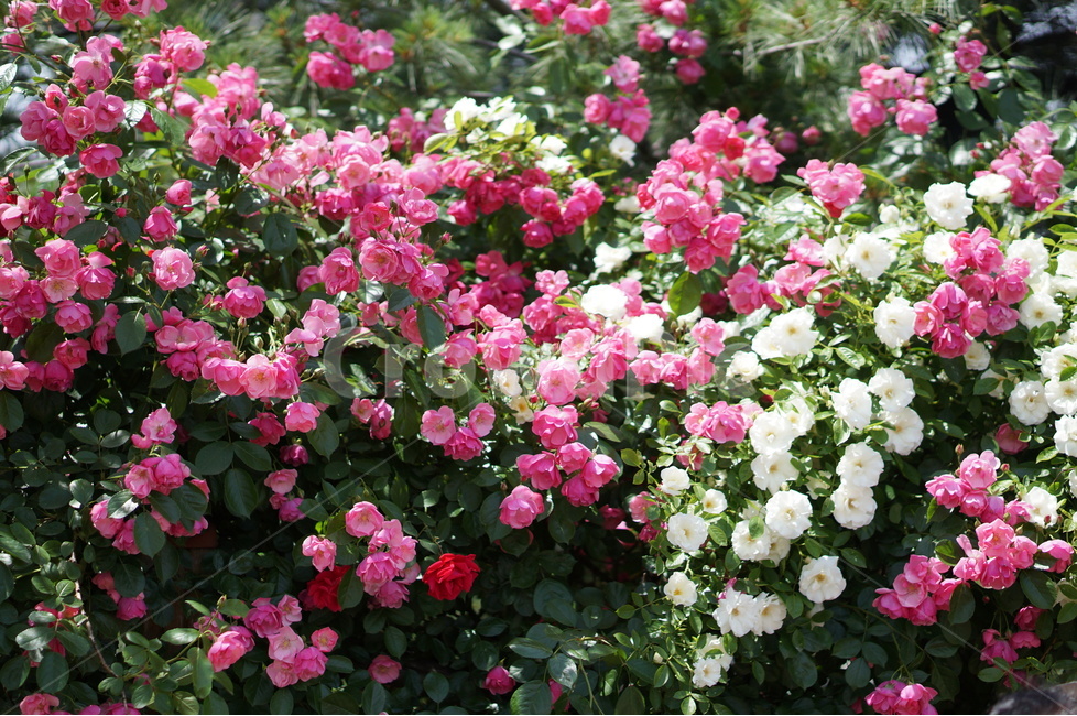 장미꽃,장미,핑크,풍경,5월,맑음,빛,식물,자연,plants,nature,꽃,flower