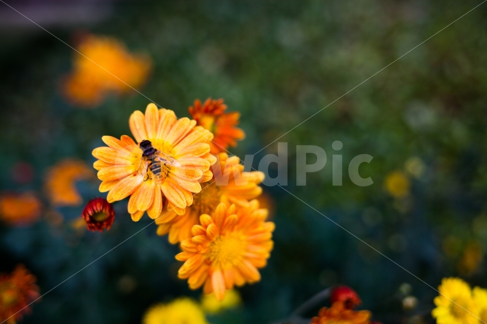 꽃,벌,감국,마리거트,자연,국화,식물,자연,plants,nature,꽃,flower,동물,animal,곤충,벌레,insect,bug,감성,sensible,feeling