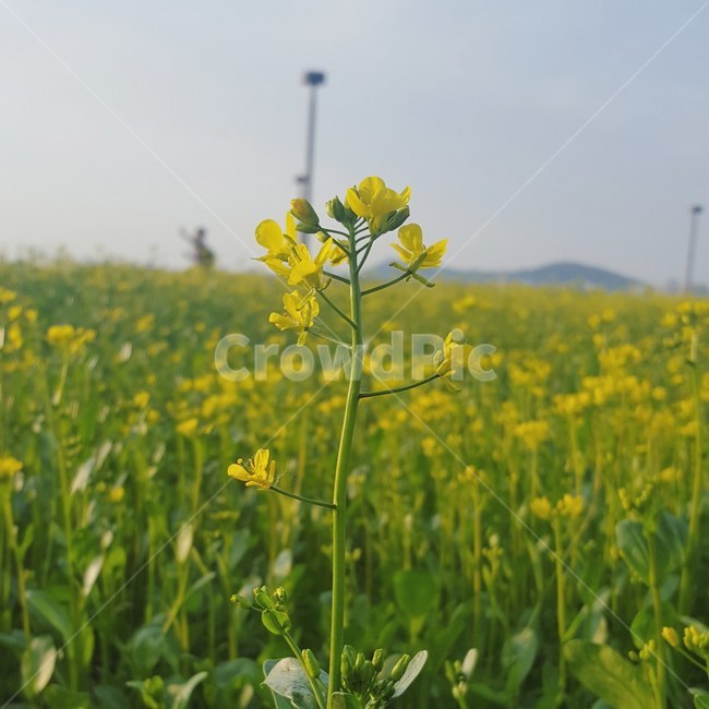 꽃,유채꽃,봄,sping,flower,자연,nature,노란색,노랑,yellow,green,녹색,봄,계절,spring,season,식물,자연,plants,nature,꽃,flower,field,들,grassland,목초지,outdoors,옥외,meadow,farm,농장,rural,농촌