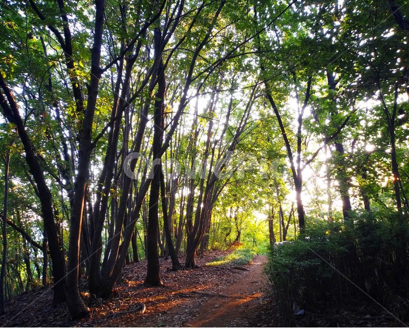 숲,숲속,숲길,산,등산,자연,nature,자연속,청정,초록,나무,trees,green,forests,mountain