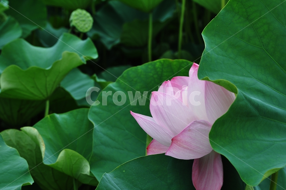 꽃,연꽃,분홍,자연,꽃사진,식물,자연,plants,nature,꽃,flower