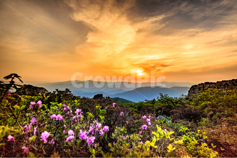 설악산,봄,털진달래,석양,일몰,봄,계절,spring,season,자연,풍경,nature,landscape,한국자연풍경,한국자연경관,korea nature landscape,plant,식물