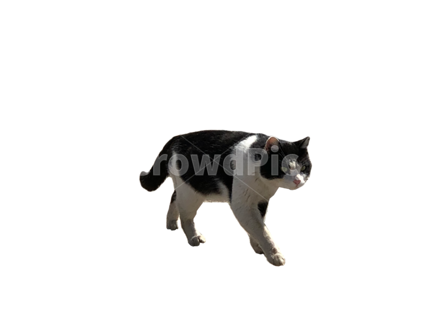 누끼,고양이,배경제거,귀여운,작은,동물,3마리,cat,cute,feline,pet,animal,small,kitty,png,removed